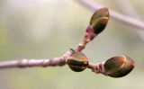 Acer platanoides