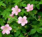 genus Geranium