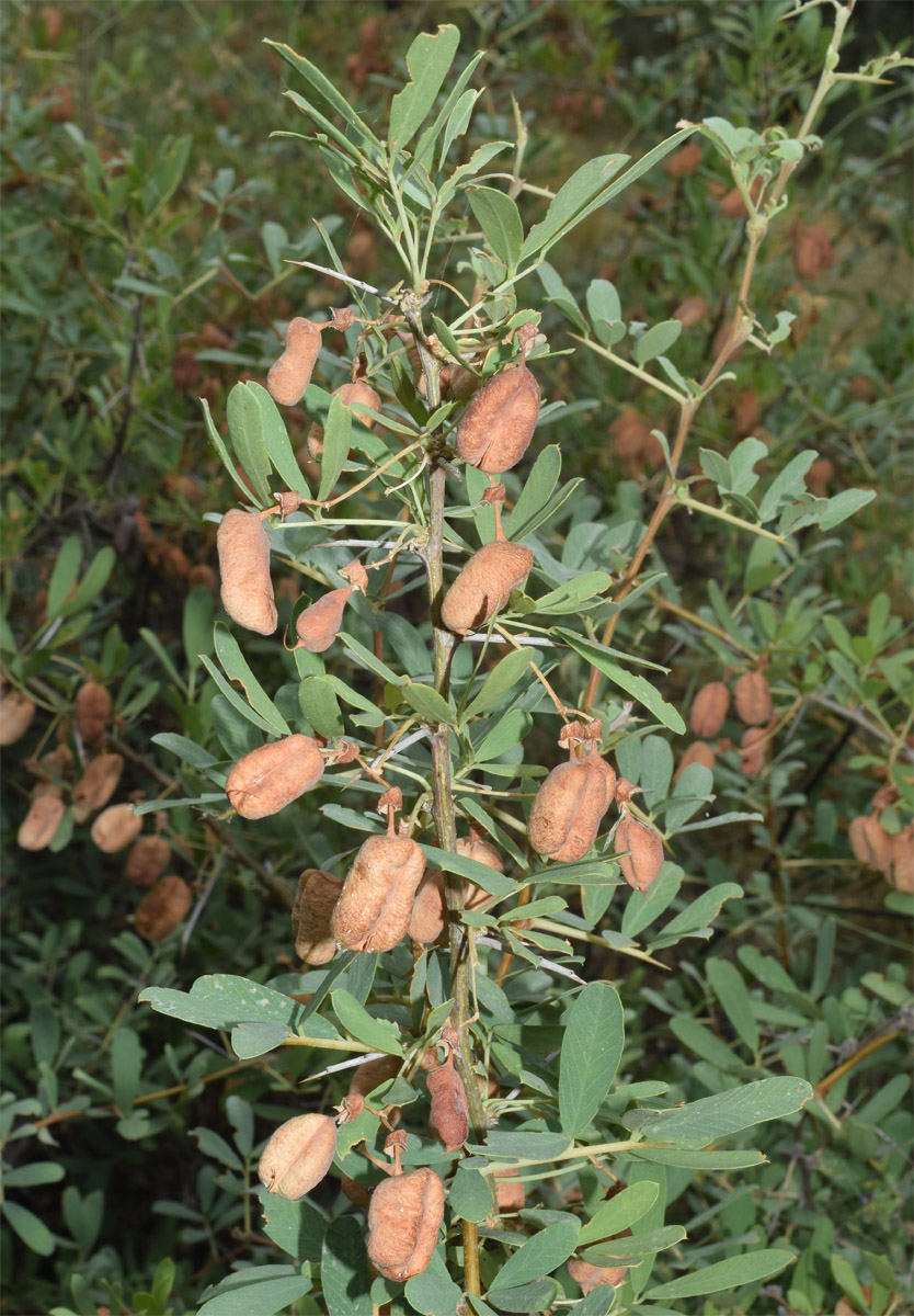 Image of Halimodendron halodendron specimen.