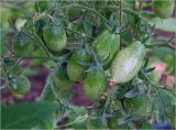 Lycopersicon esculentum