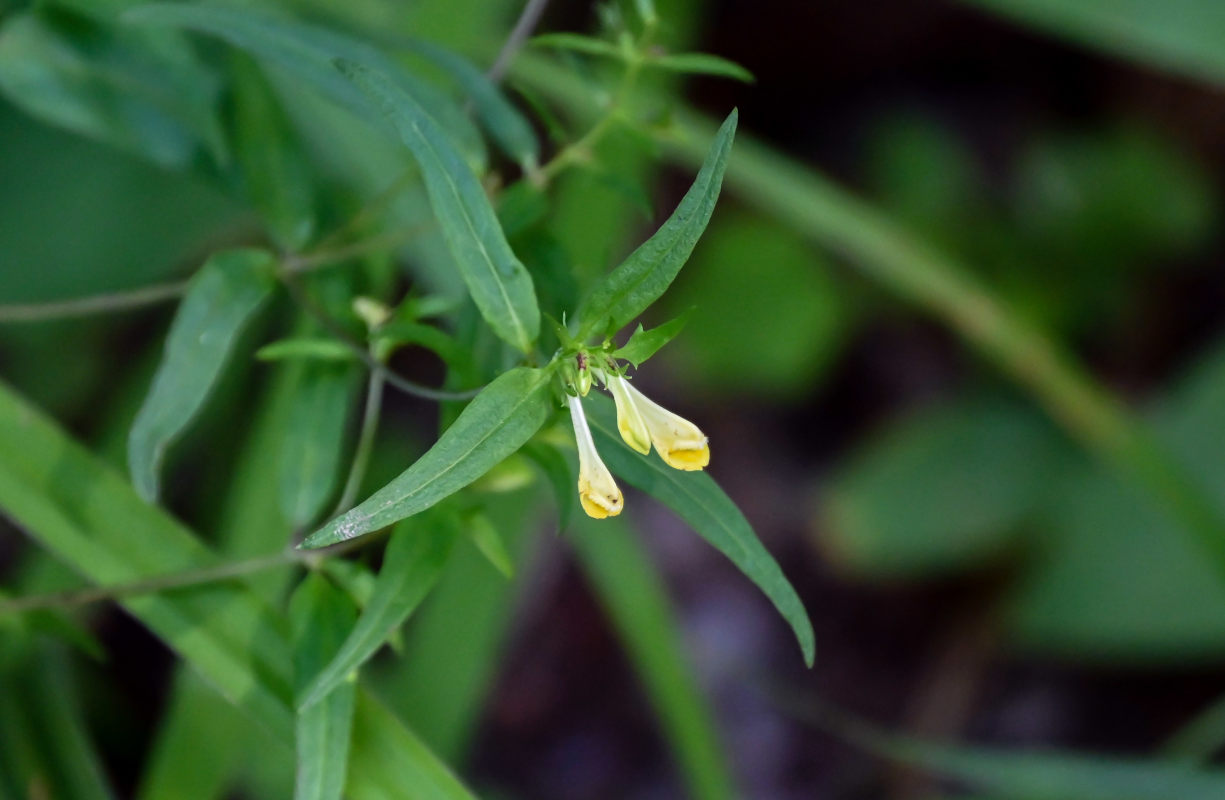 Image of Melampyrum pratense specimen.