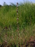 Triglochin palustris