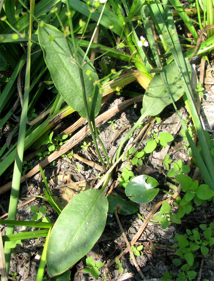 Image of Alisma lanceolatum specimen.