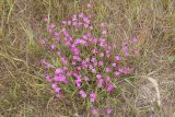 Dianthus versicolor