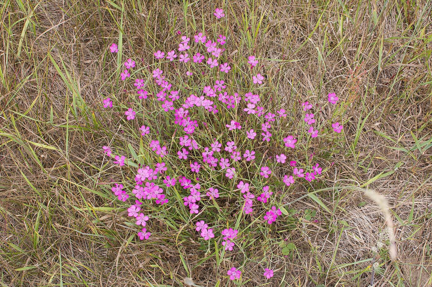 Изображение особи Dianthus versicolor.