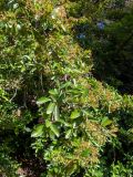 род Pyracantha