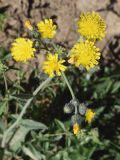 Pilosella procera