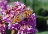 Bergenia crassifolia