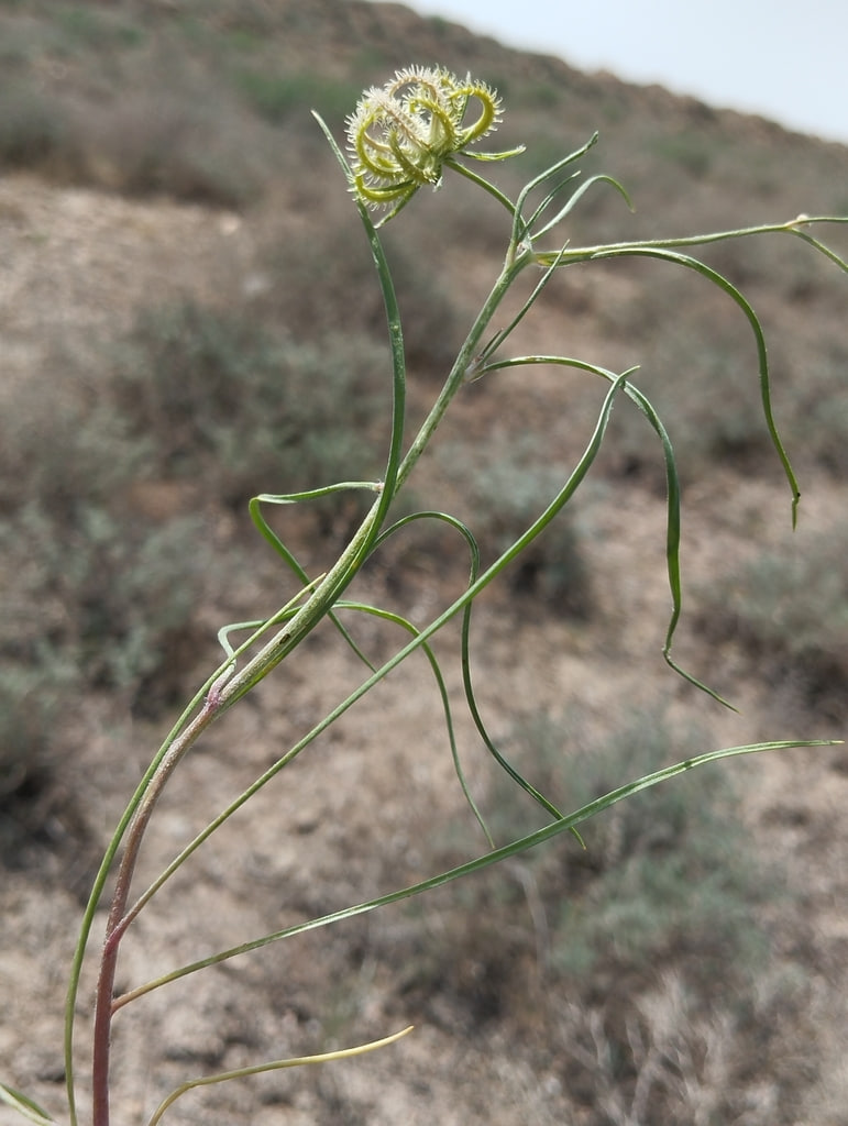 Image of Koelpinia linearis specimen.