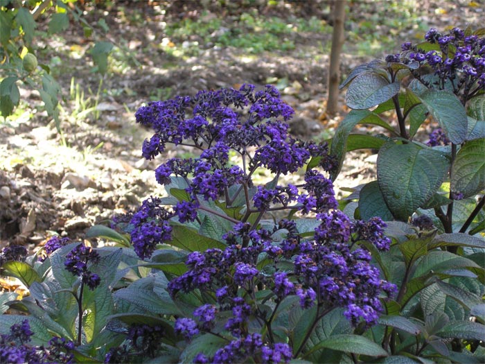 Изображение особи Heliotropium arborescens.