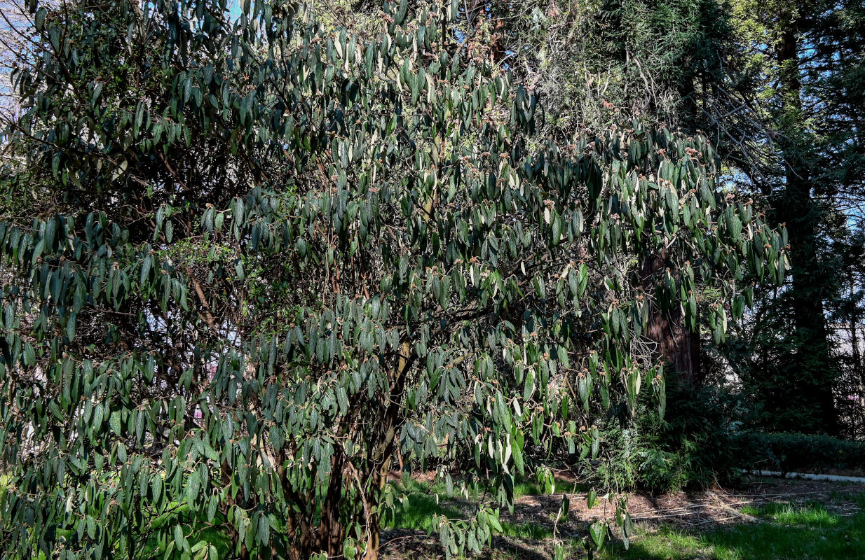 Image of Viburnum rhytidophyllum specimen.