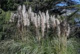 Cortaderia selloana. Верхушки плодоносящих растений. Краснодарский край, Сочи, Адлерский р-н, парк \"Южные культуры\", в культуре. 09.03.2025.