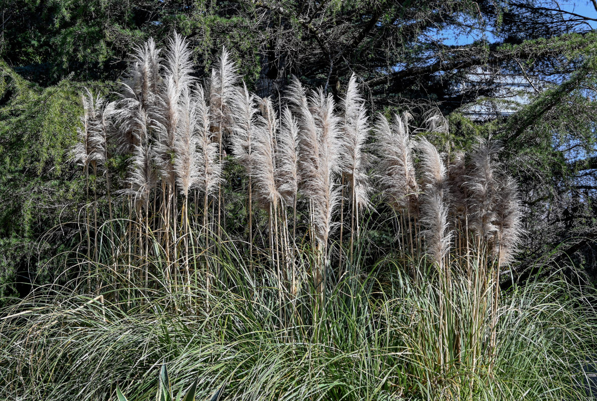 Image of Cortaderia selloana specimen.