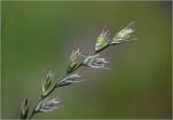 genus Lolium. Соцветия. Московская обл., Раменский р-н, окр. дер. Хрипань, садовый участок. 12.06.2025.