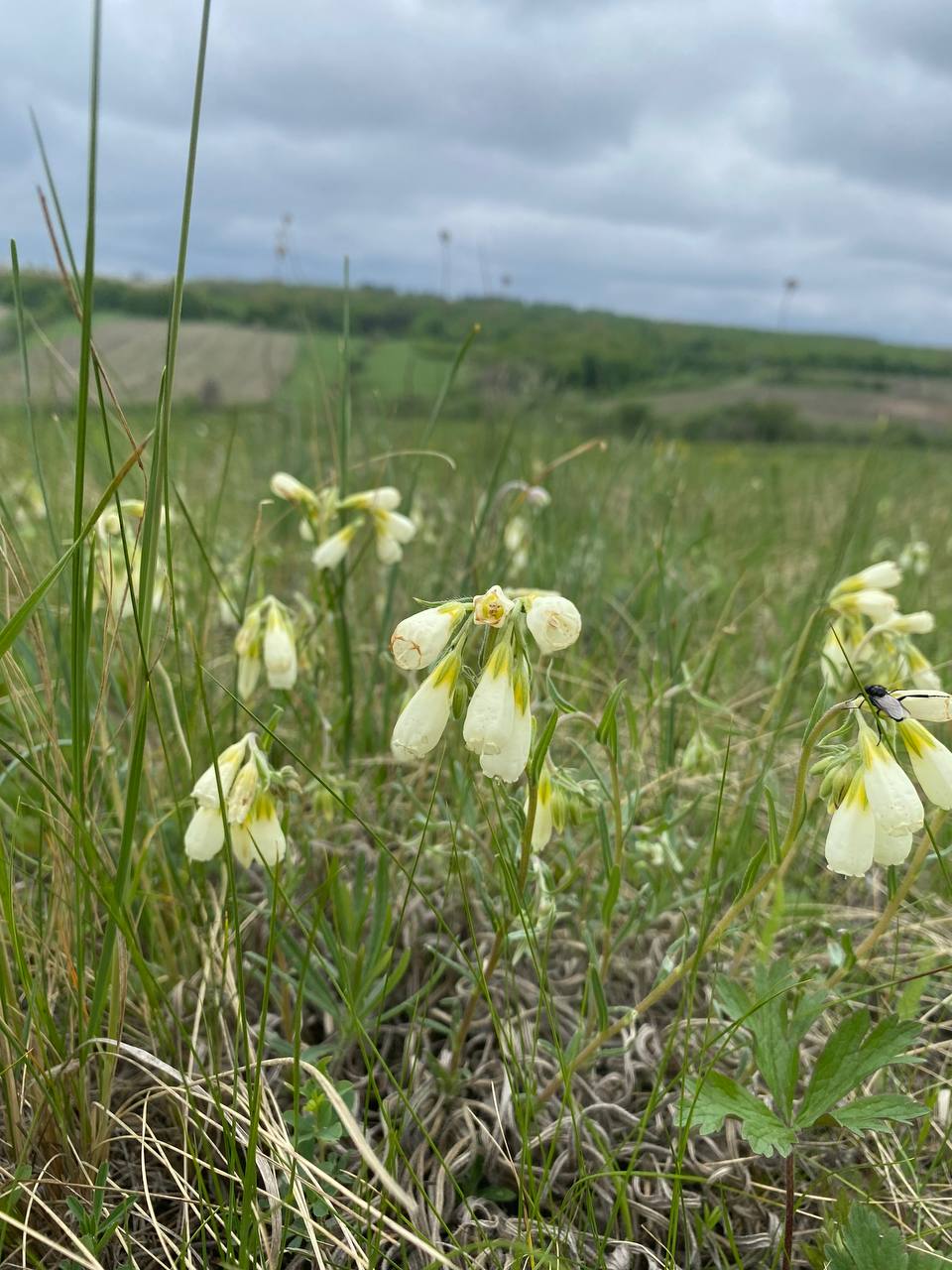 Image of Onosma simplicissima specimen.