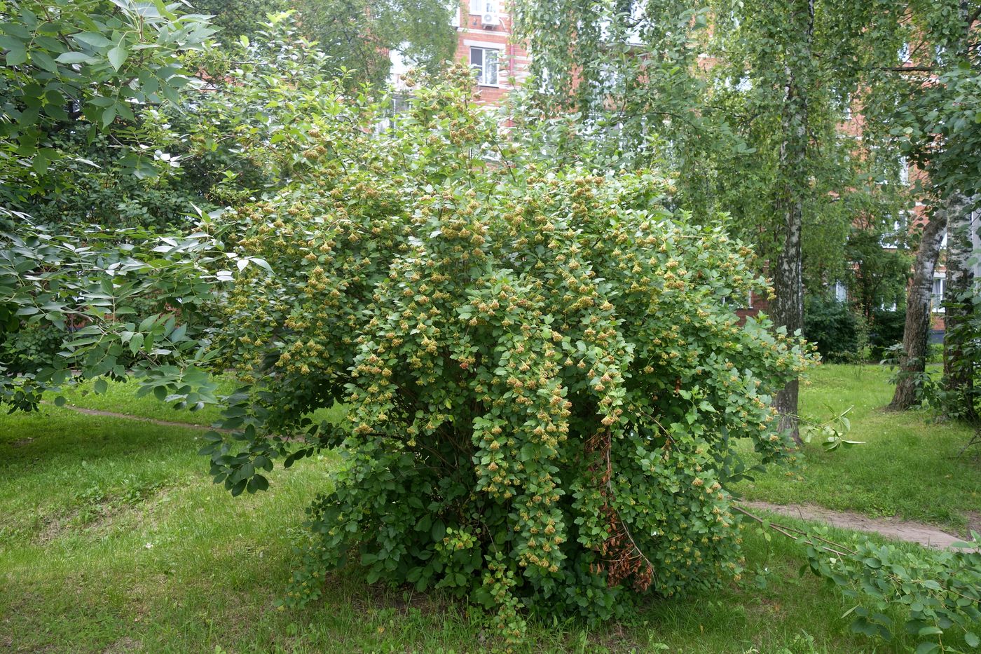 Image of Physocarpus opulifolius specimen.