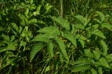 Angelica sylvestris