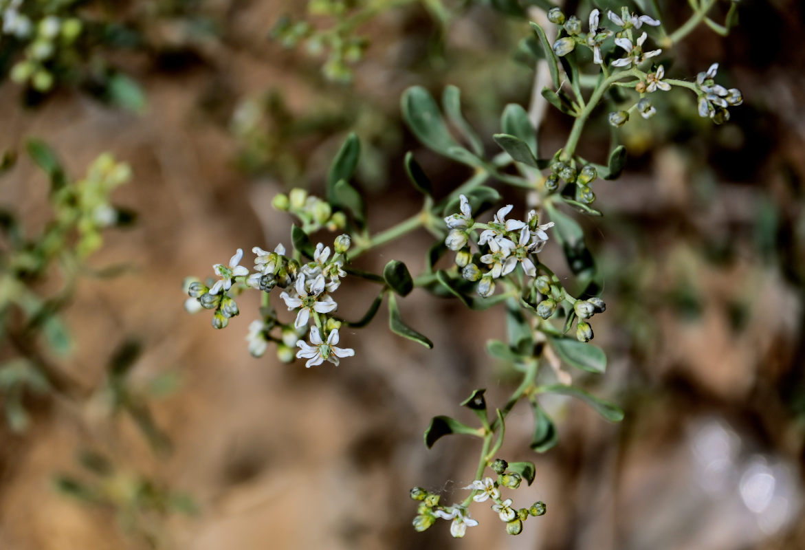 Image of Nitraria sibirica specimen.