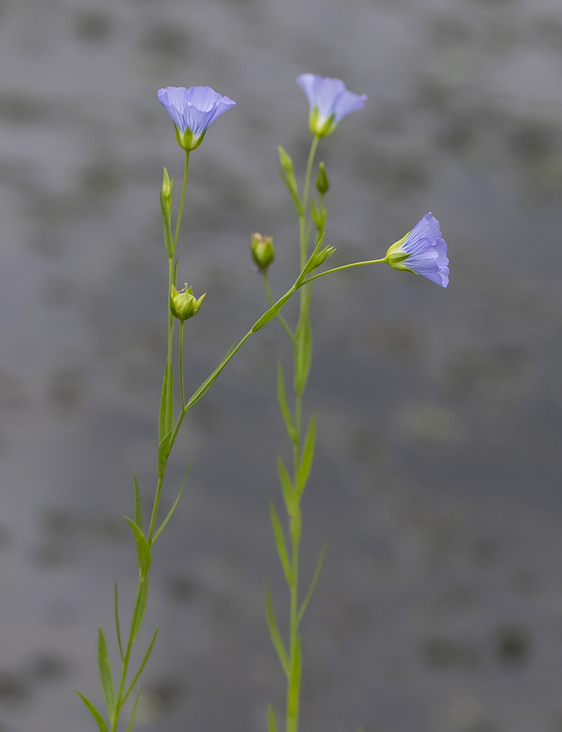Image of Linum usitatissimum specimen.