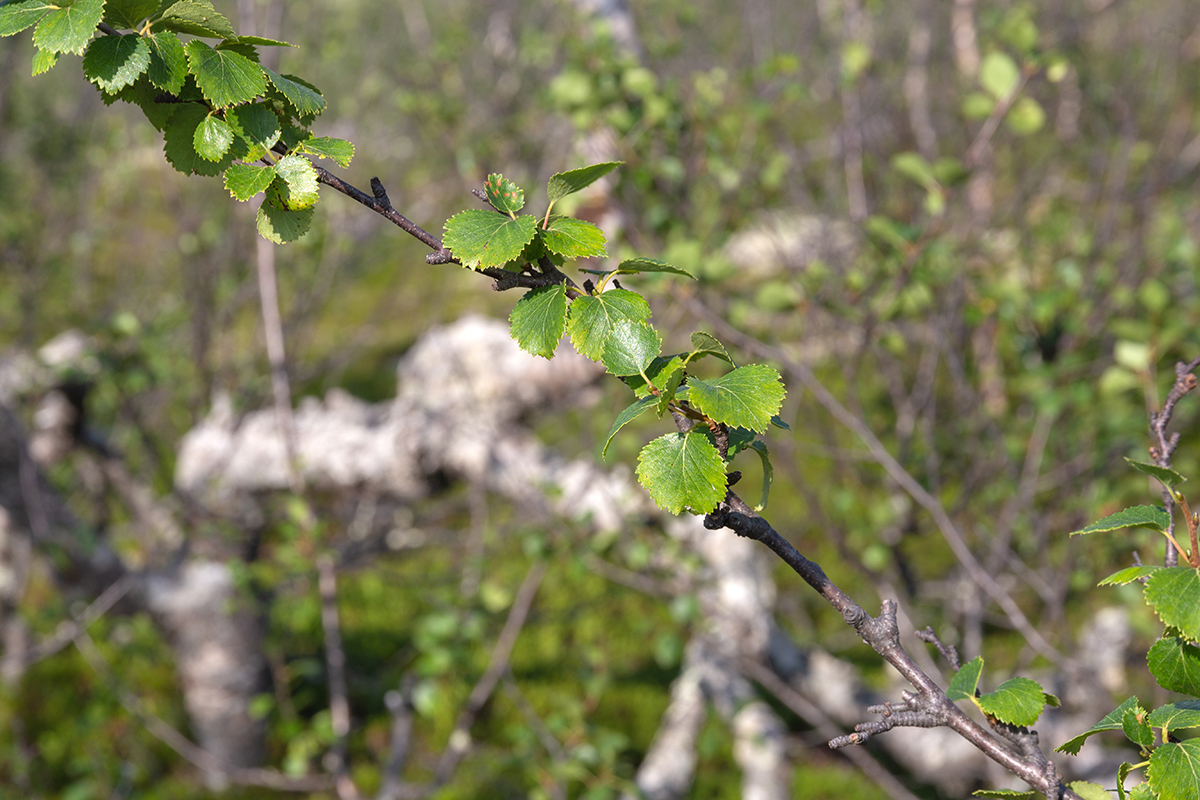 Изображение особи Betula czerepanovii.