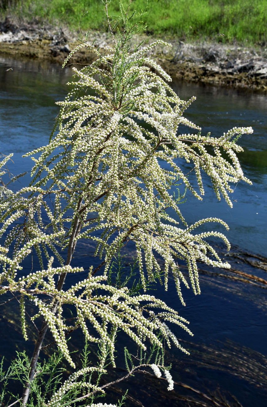 Image of Tamarix meyeri specimen.