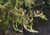 Vachellia karroo. Верхушка веточки с завязями и незрелыми плодами. Жирона, комарка Баш Эмпорда, муниципалитет Калонже, дубово-сосновый лес, обочина просёлочной дороги, беглец из культуры. 03.08.2025.