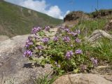 род Thymus