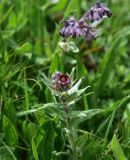 unknown species. Верхушки цветущих растений. Кабардино-Балкария, Эльбрусский р-н, восточный склон г. Чегет, 1 км от кафе \"Ай\" на тропе в сторону оз. Донгуз-Орун, выс. ок. 2700 м н.у.м., альпийский луг. 18 июня 2025 г.
