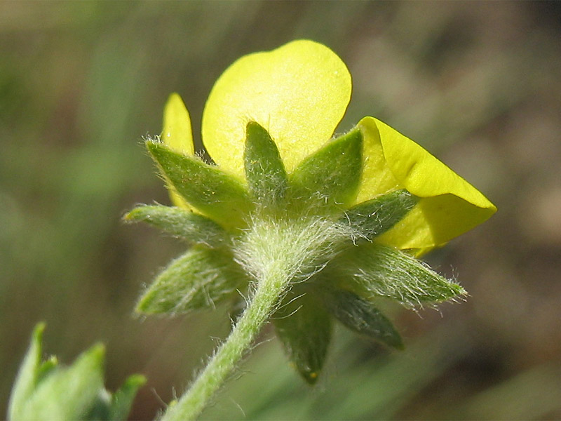 Изображение особи Potentilla argentea.