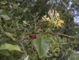 Lonicera periclymenum. Часть ветви с соцветием и соплодием. Испания, Каталония, пров. Жирона, комарка Баш Эмпорда, муниципалитет Санта-Кристина-де-Аро, окр. н.п. Романья-де-ла-Сельва, на ограждении усадьбы в поместье Mas Poncet. 13.10.2025.