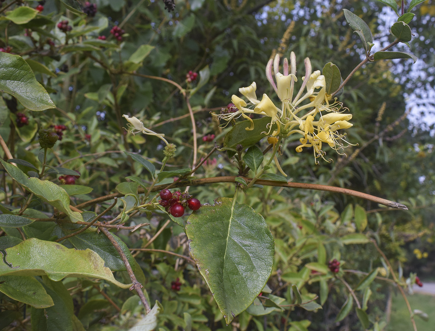 Изображение особи Lonicera periclymenum.