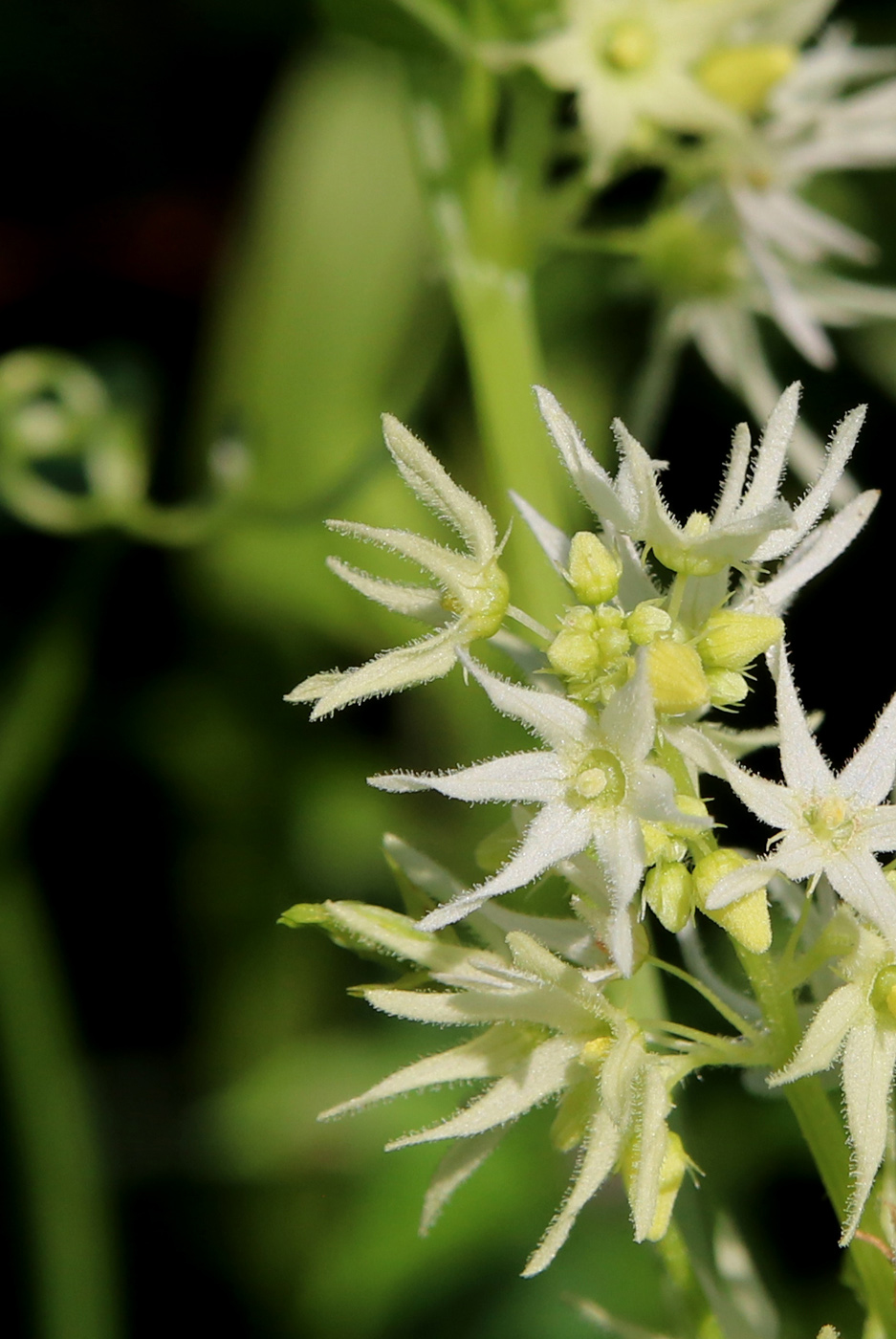 Изображение особи Echinocystis lobata.
