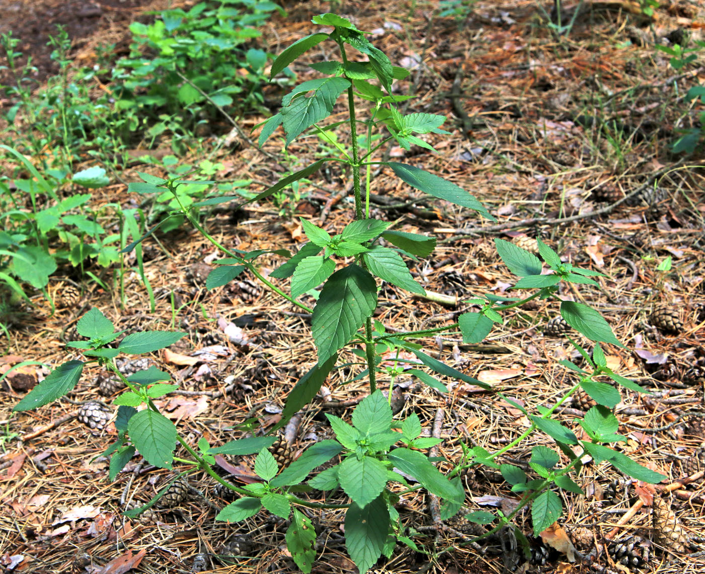 Изображение особи Galeopsis bifida.