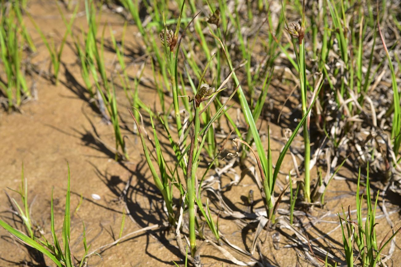 Изображение особи семейство Cyperaceae.