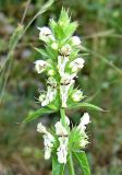 Stachys atherocalyx
