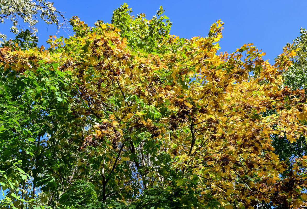 Изображение особи Acer platanoides.