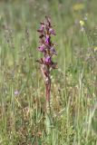 Anacamptis collina подвид fedtschenkoi. Цветущее растение (высота — 22 см; длина соцветия — 11 см.). Дагестан, Дербентский р-н, с/п Сабнова, природный парк \"Джалган\", гора Ачигсырт, выс. ок. 427 м н.у.м., мелкотравная лужайка. 23.04.2025.