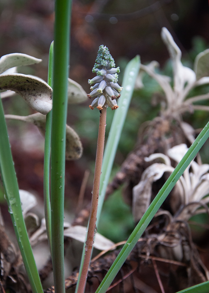 Изображение особи Muscari muscarimi.