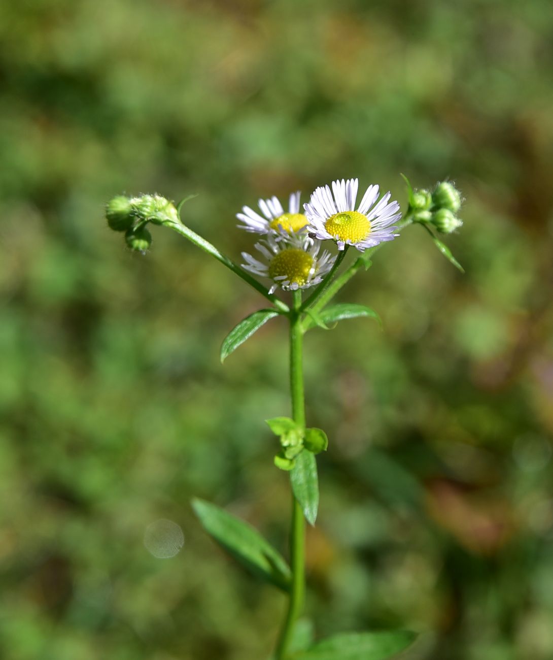 Изображение особи род Erigeron.