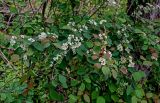 Cotoneaster multiflorus. Ветвь цветущего кустарника. Китай, пров. Шэньси, национальный парк \"Хуашань\", ≈ 2000 м н.у.м., опушка смешанного леса. 02.06.2025.