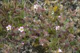 Cerastium pseudobulgaricum