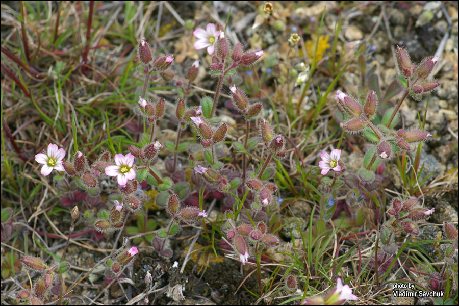 Image of Cerastium pseudobulgaricum specimen.