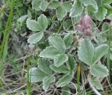 Potentilla divina. Листья. Кабардино-Балкария, Эльбрусский р-н, южный склон Эльбруса, отрог между р. Терскол и р. Гарабаши, тропа работников обсерватории, выс. ок. 2900 м н.у.м., небольшой травянистый \"пятачок\" на гребне. 24 июня 2018 г.