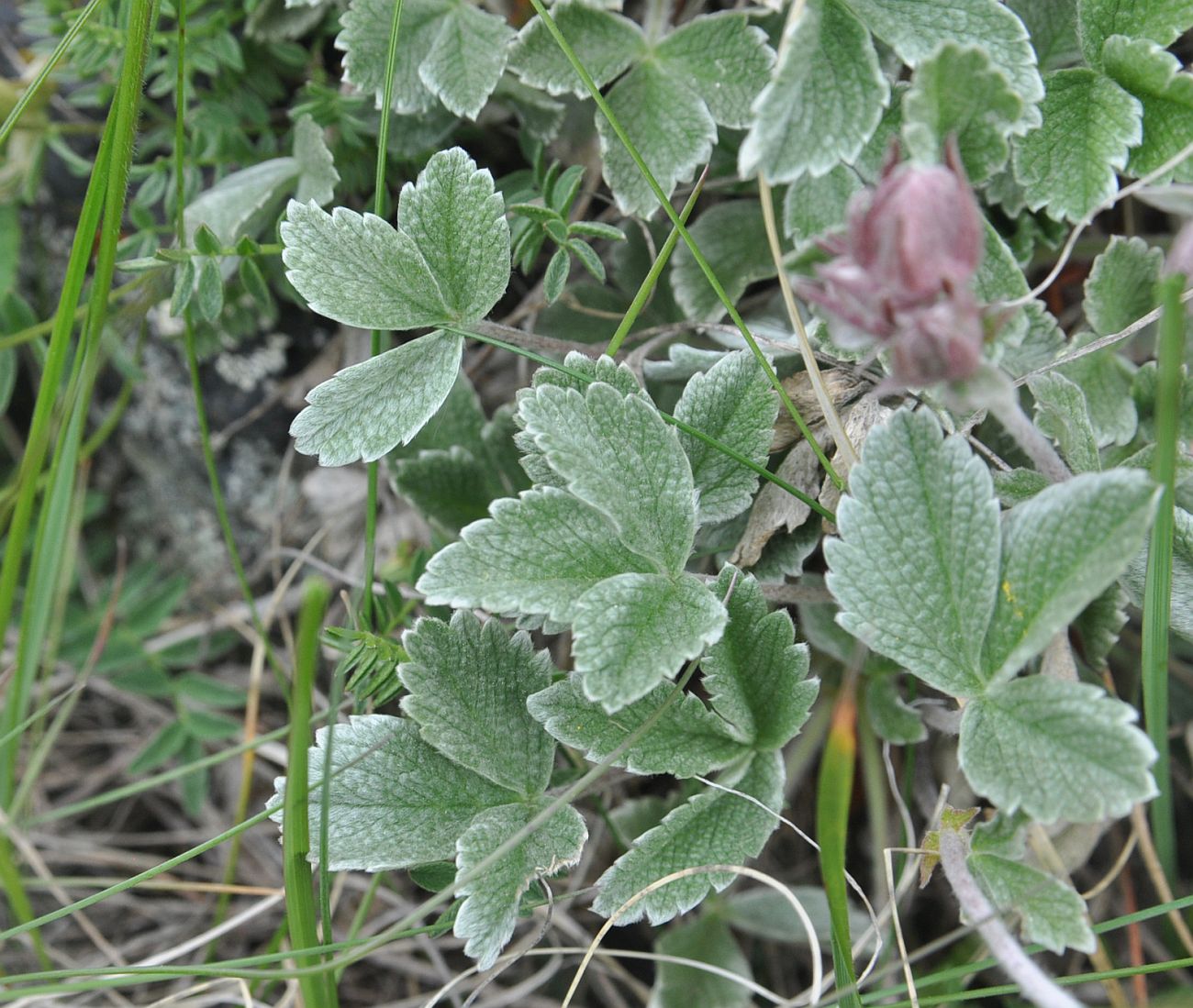 Image of Potentilla divina specimen.