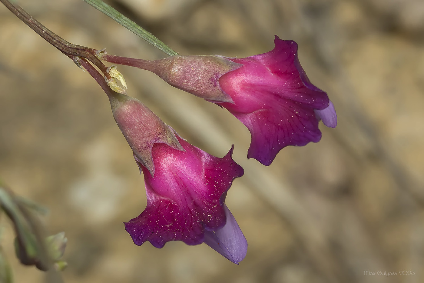 Изображение особи Lathyrus digitatus.