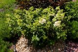 Hydrangea paniculata. Цветущие растения. Челябинская обл., г. Челябинск, в озеленении. 09.07.2024.