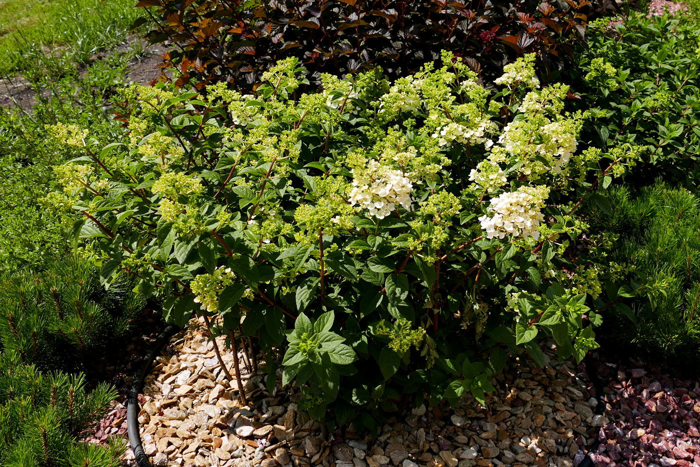 Изображение особи Hydrangea paniculata.