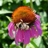 Echinacea purpurea. Соцветие с кормящимся шмелём. Североуральск, дачный участок. 22.08.2022.