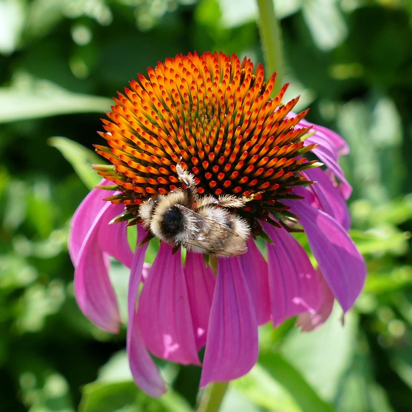 Image of Echinacea purpurea specimen.