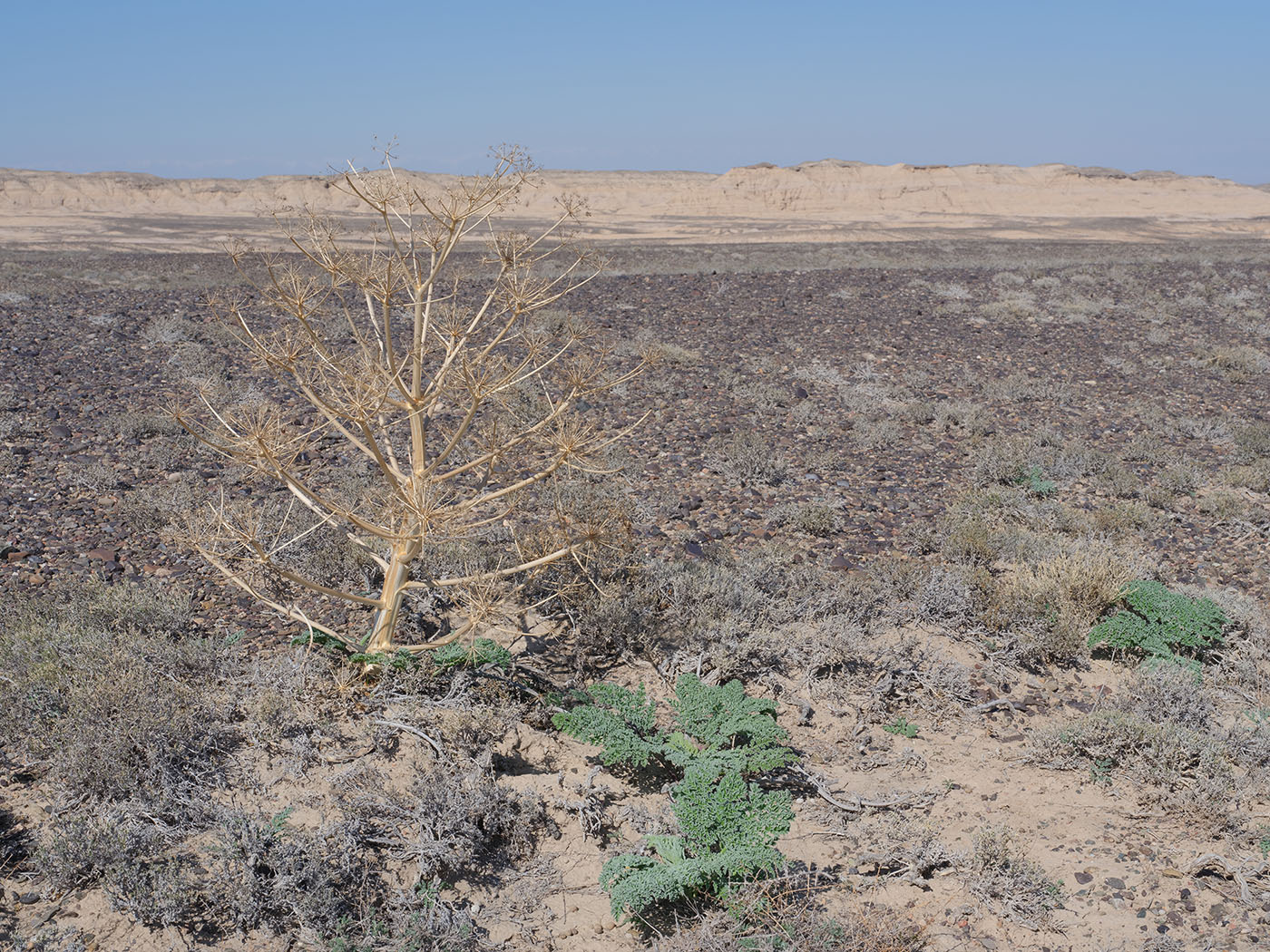 Image of Ferula iliensis specimen.